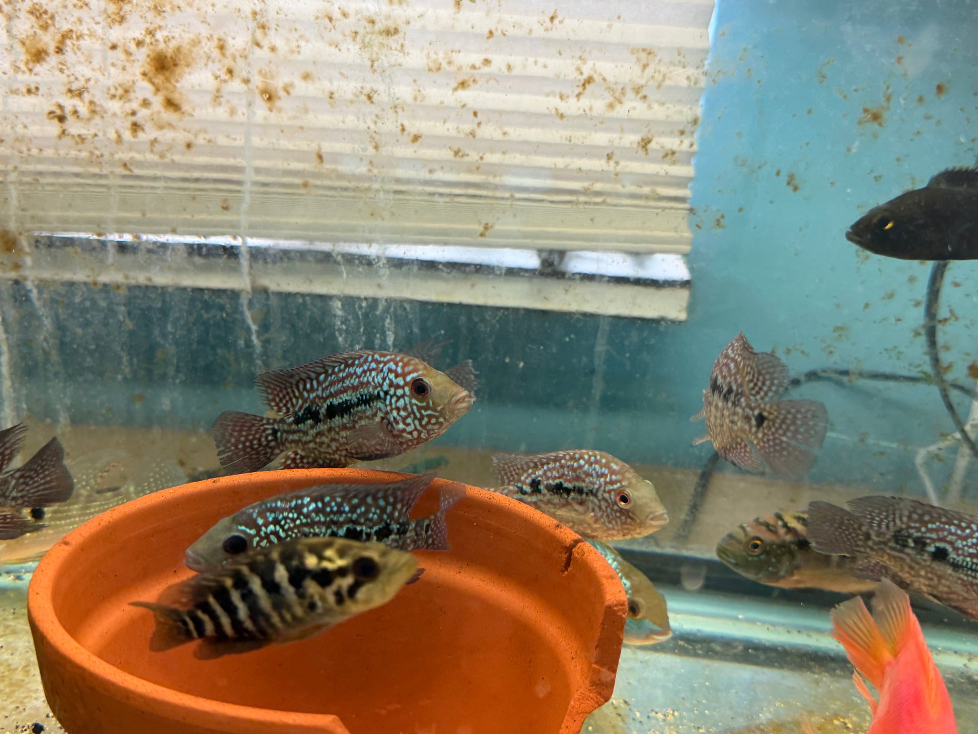 RED TEXAS CICHLID (HERICHTHYS CYANOGUTTATUS SP) AMERICAN CICHLID Danaqua Live Fish & More