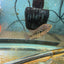RED TEXAS CICHLID (HERICHTHYS CYANOGUTTATUS SP) AMERICAN CICHLID Danaqua Live Fish & More