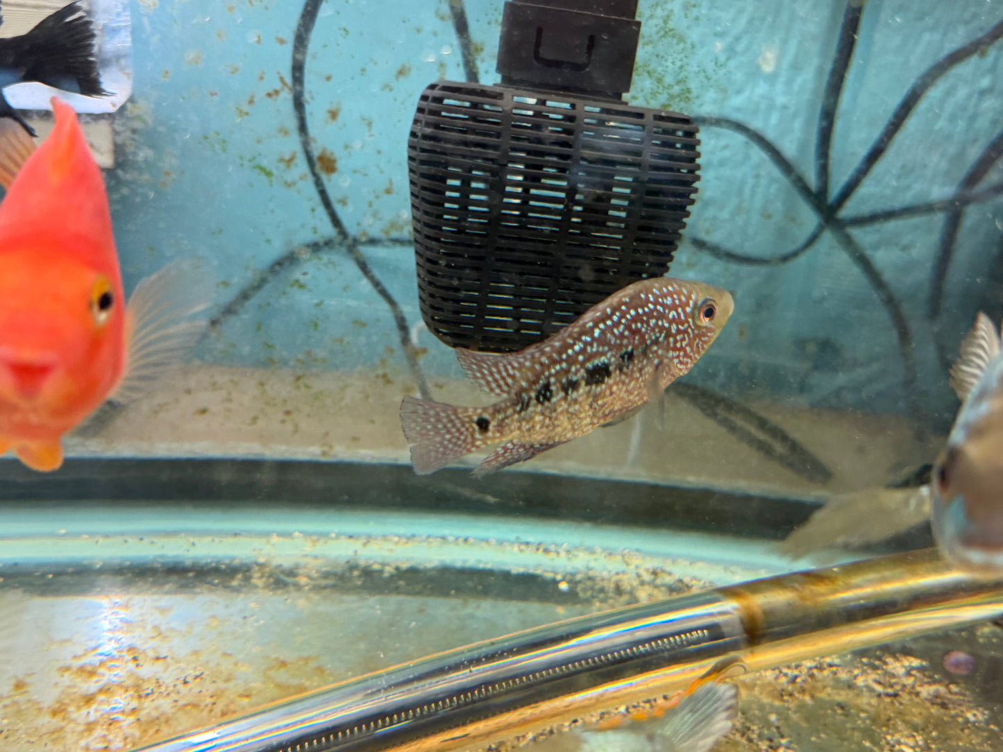 RED TEXAS CICHLID (HERICHTHYS CYANOGUTTATUS SP) AMERICAN CICHLID Danaqua Live Fish & More
