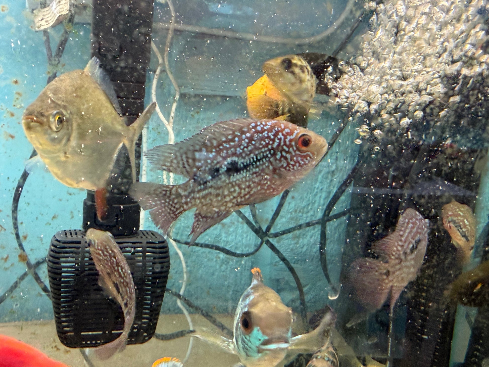 RED TEXAS CICHLID (HERICHTHYS CYANOGUTTATUS SP) AMERICAN CICHLID Danaqua Live Fish & More