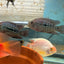 RED TEXAS CICHLID (HERICHTHYS CYANOGUTTATUS SP) AMERICAN CICHLID Danaqua Live Fish & More
