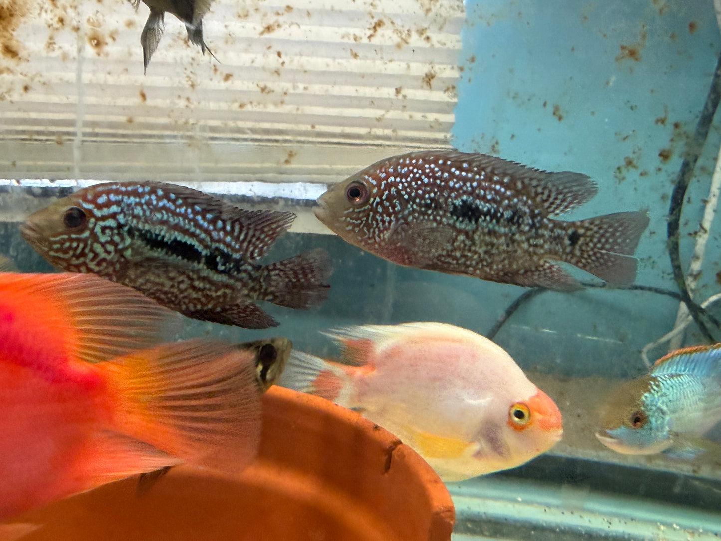 RED TEXAS CICHLID (HERICHTHYS CYANOGUTTATUS SP) AMERICAN CICHLID Danaqua Live Fish & More