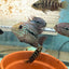 RED TEXAS CICHLID (HERICHTHYS CYANOGUTTATUS SP) AMERICAN CICHLID Danaqua Live Fish & More