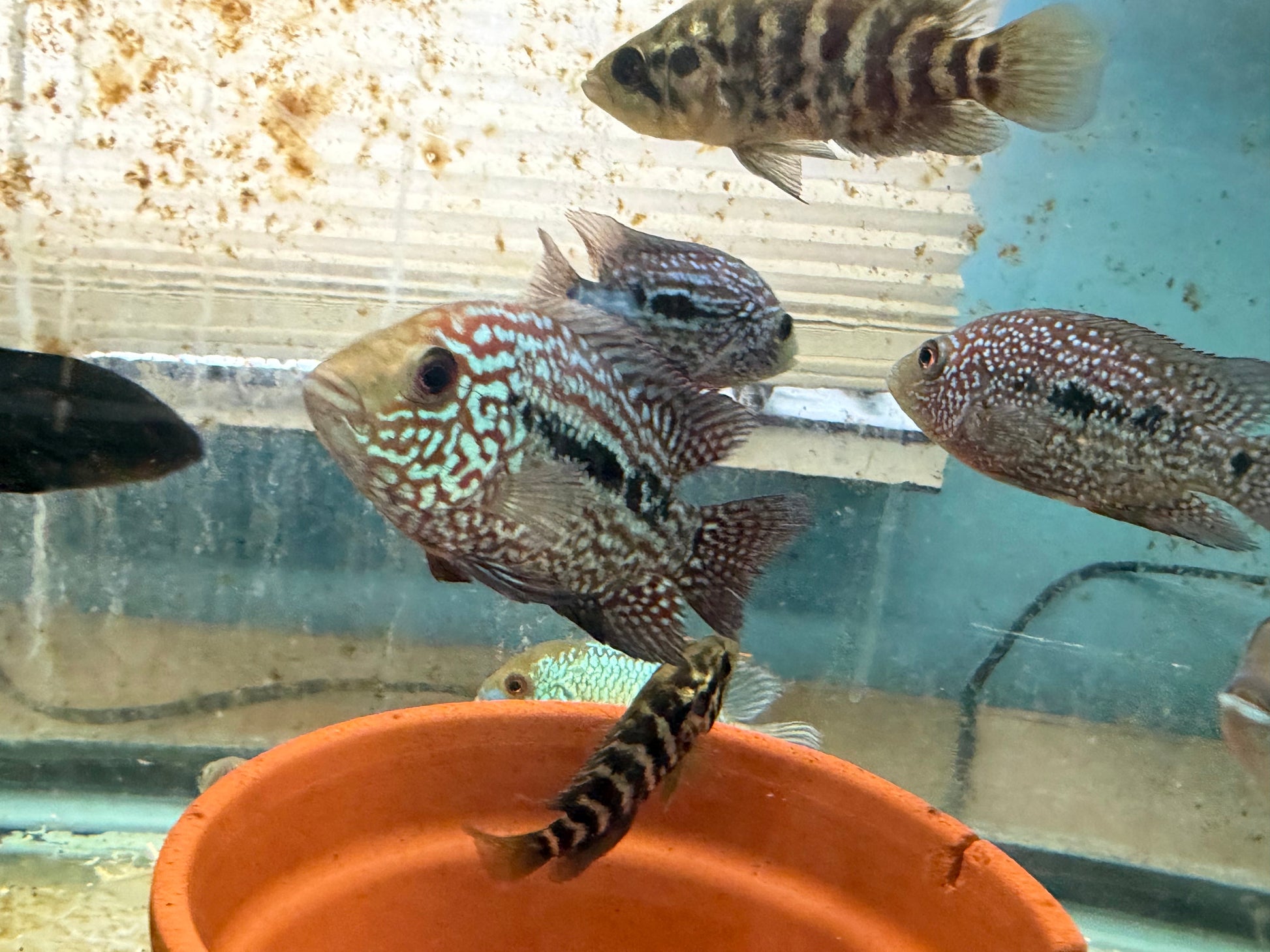 RED TEXAS CICHLID (HERICHTHYS CYANOGUTTATUS SP) AMERICAN CICHLID Danaqua Live Fish & More