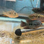 RED TEXAS CICHLID (HERICHTHYS CYANOGUTTATUS SP) AMERICAN CICHLID Danaqua Live Fish & More