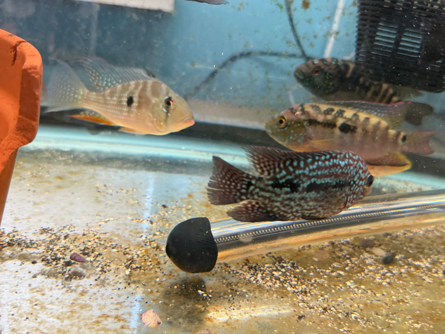 RED TEXAS CICHLID (HERICHTHYS CYANOGUTTATUS SP) AMERICAN CICHLID Danaqua Live Fish & More