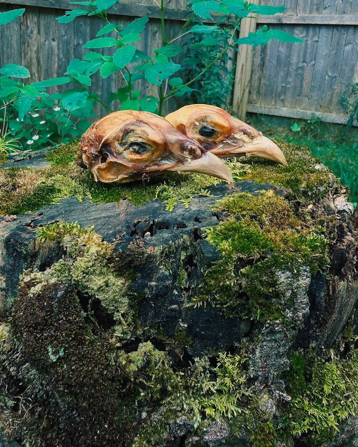 Pheasant Heads Naked Beasts