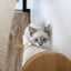 Slanted Cat Scratcher for Wall Cat Scratcher Catastrophic Creations