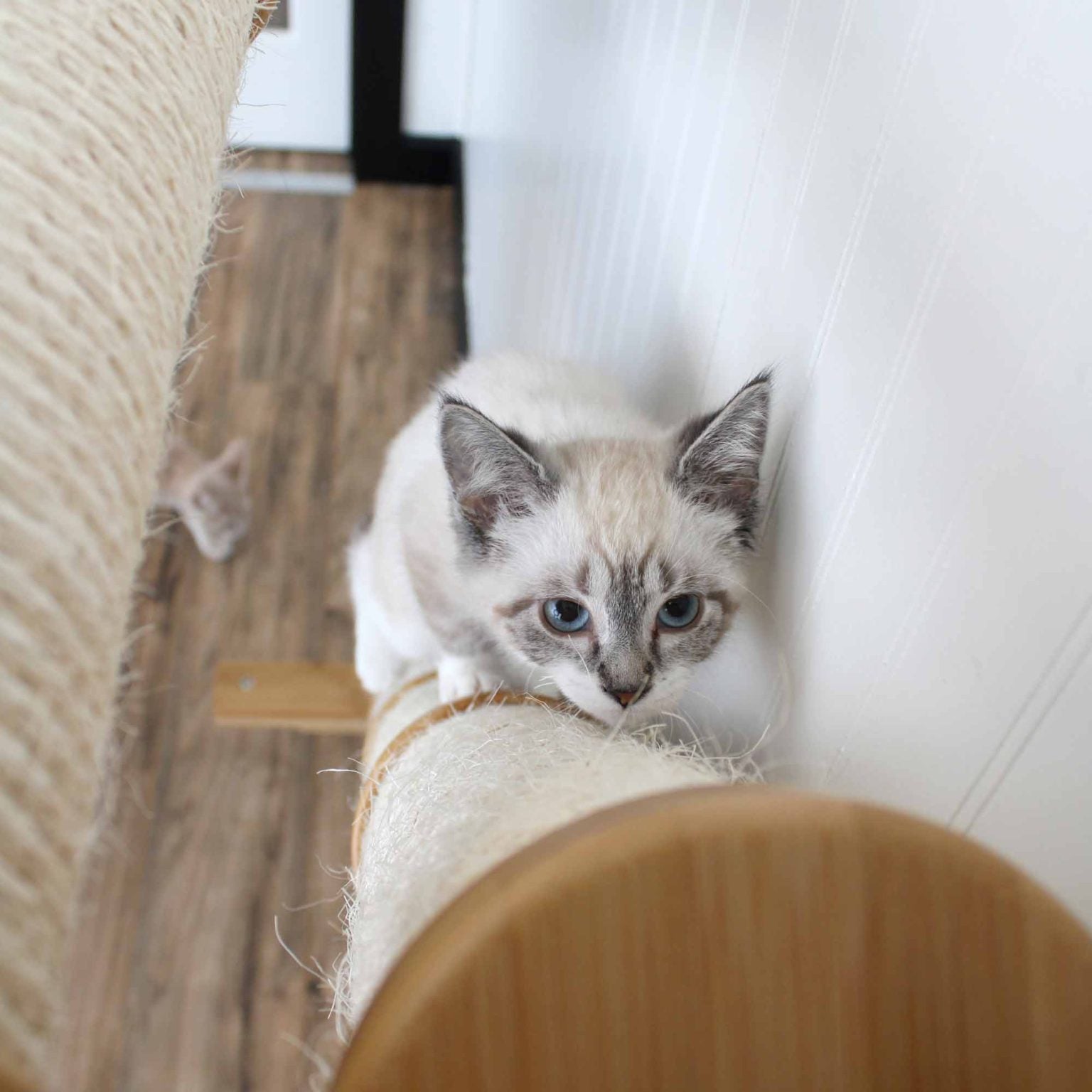 Slanted Cat Scratcher for Wall Cat Scratcher Catastrophic Creations
