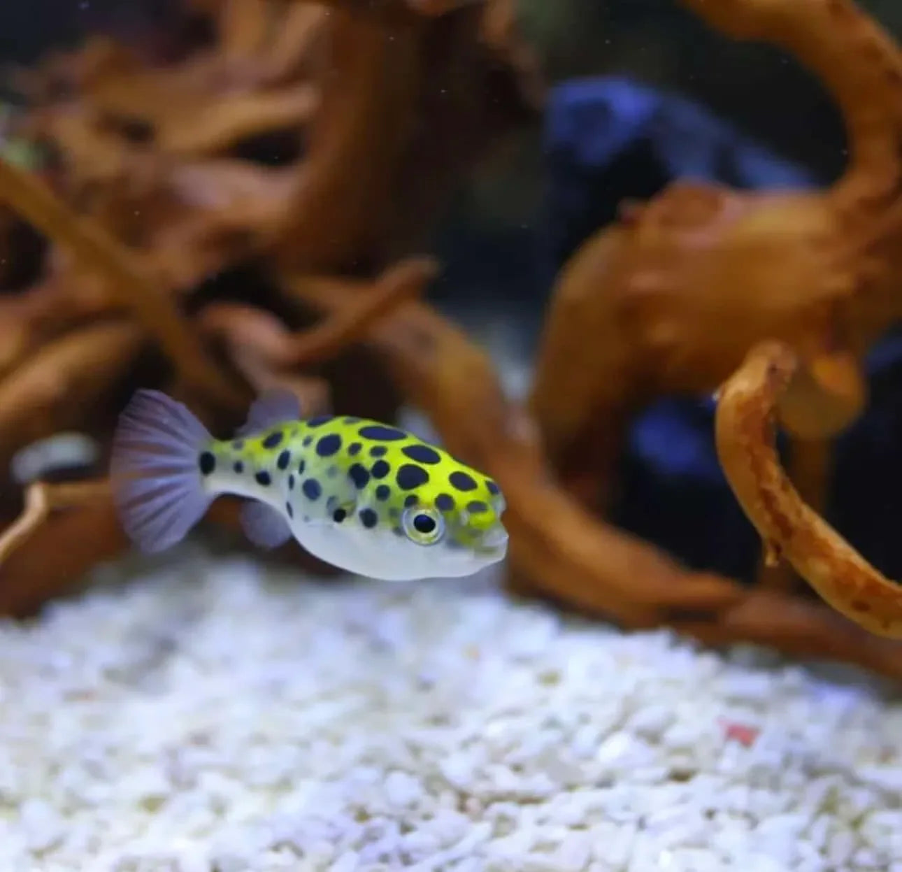 Puffer Green Spotted MISCELLANEOUS Danaqua Live Fish & More