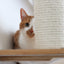 The Bunker - Multi Level Cat Tree with Perch Cat Condo Catastrophic Creations
