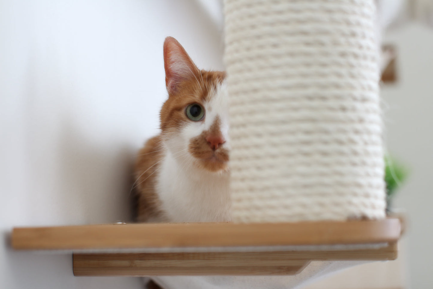 The Bunker - Multi Level Cat Tree with Perch Cat Condo Catastrophic Creations