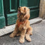 Terracotta - Comfort Dog Harness Comfort Harness FURLOU
