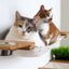 The Bunker - Multi Level Cat Tree with Perch Cat Condo Catastrophic Creations