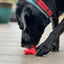 Starfish Nylon Dog Chew Toy for Aggressive Chewers | USA Made | SodaPup Nylon Dog Toys SodaPup/True Dogs, LLC