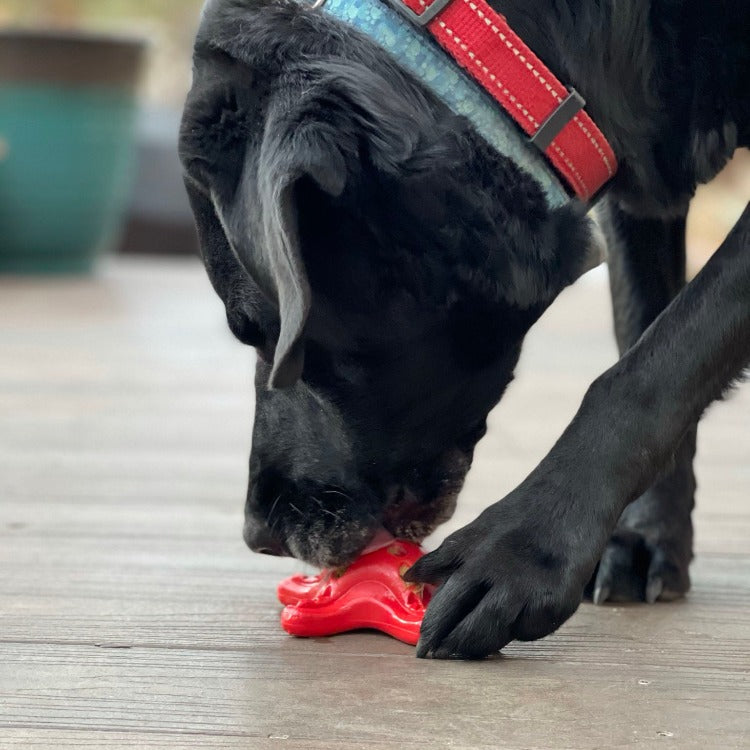 Starfish Nylon Dog Chew Toy for Aggressive Chewers | USA Made | SodaPup Nylon Dog Toys SodaPup/True Dogs, LLC