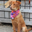 Spooky Bat Squares Dog Bandana bandana Aria the Fox