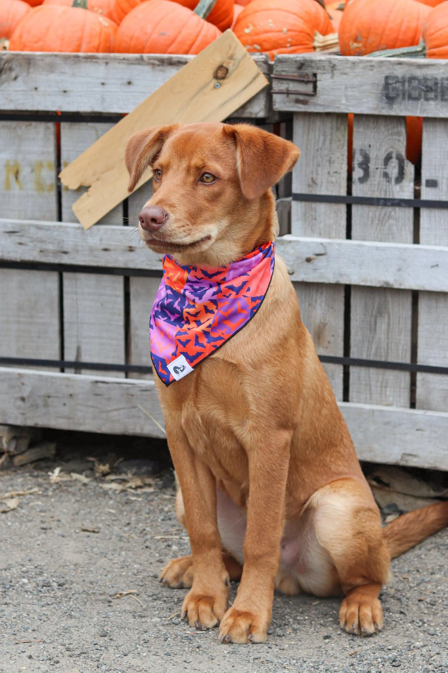 Spooky Bat Squares Dog Bandana bandana Aria the Fox