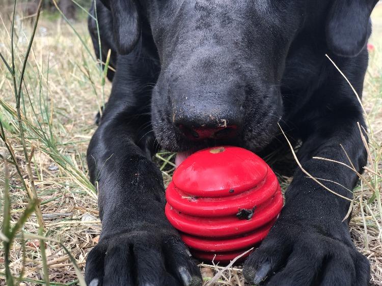 USA-K9 Stars and Stripes Rubber Dog Toy | K9 Handler Reward Toy | Red | USA Made Rubber Dog Toys SodaPup/True Dogs, LLC