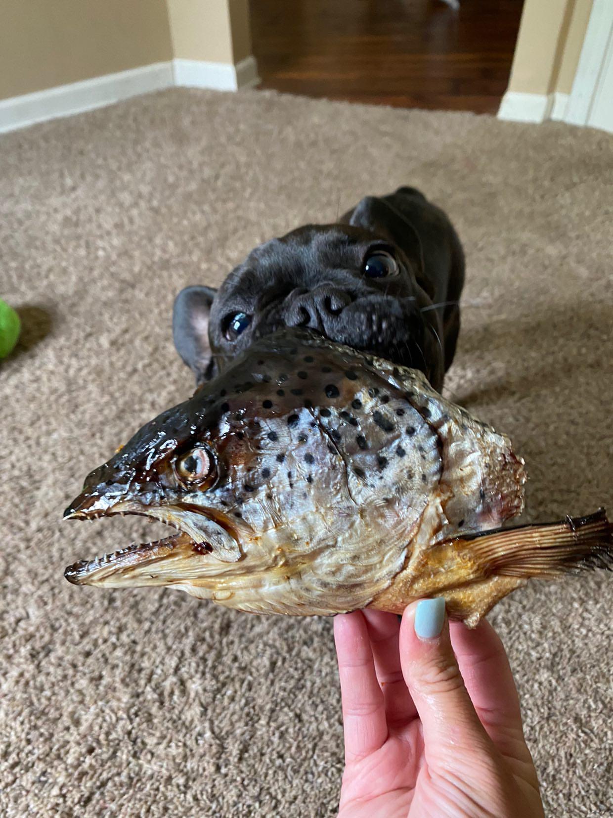 Salmon Head (2 Halves) Naked Beasts