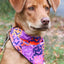 Spooky Bat Squares Dog Bandana bandana Aria the Fox