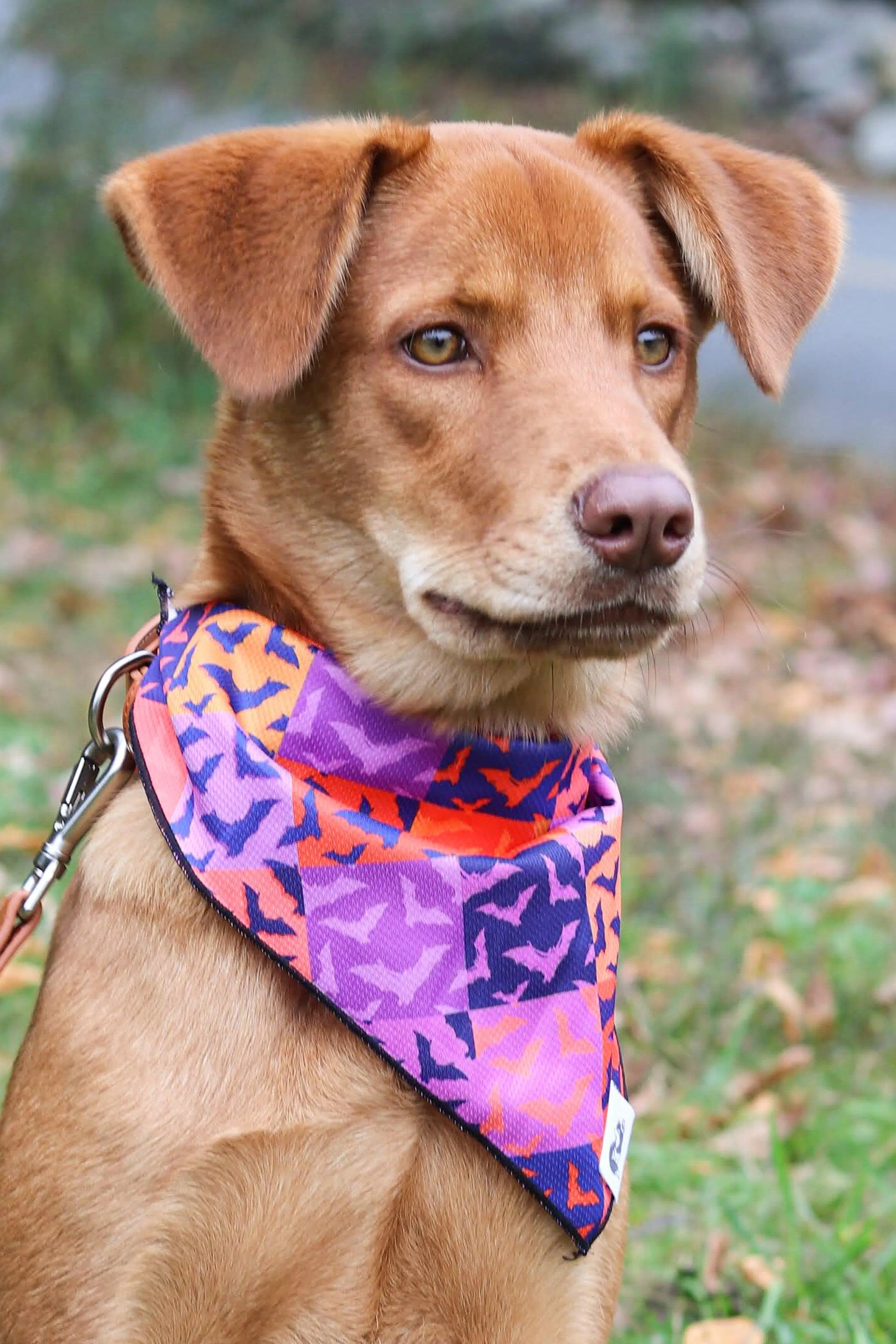 Spooky Bat Squares Dog Bandana bandana Aria the Fox