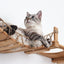 The Temple - Giant Cat Tree on Wall Cat Condo Catastrophic Creations