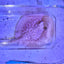 Albino Pearl Stingray (Potamotrygon jabuti) stingray Danaqua Live Fish & More
