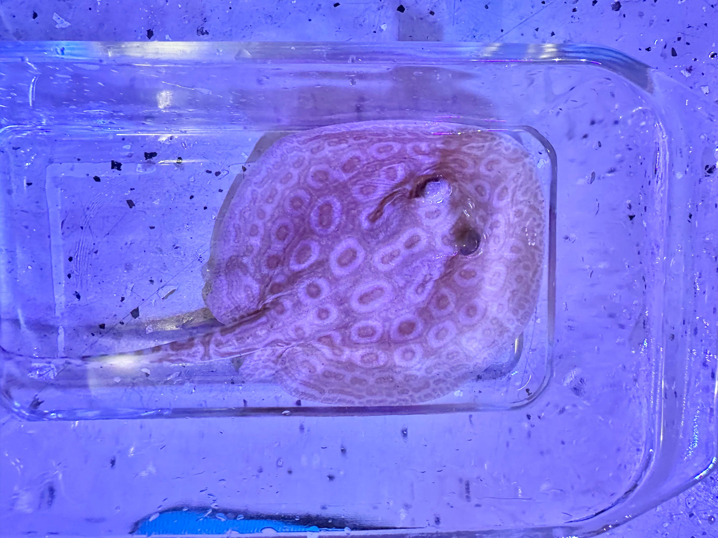 Albino Pearl Stingray (Potamotrygon jabuti) stingray Danaqua Live Fish & More