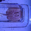 Albino Pearl Stingray (Potamotrygon jabuti) stingray Danaqua Live Fish & More