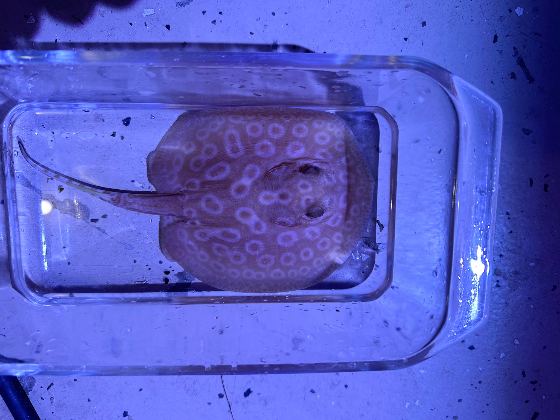 Albino Pearl Stingray (Potamotrygon jabuti) stingray Danaqua Live Fish & More