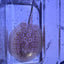 Albino Pearl Stingray (Potamotrygon jabuti) stingray Danaqua Live Fish & More