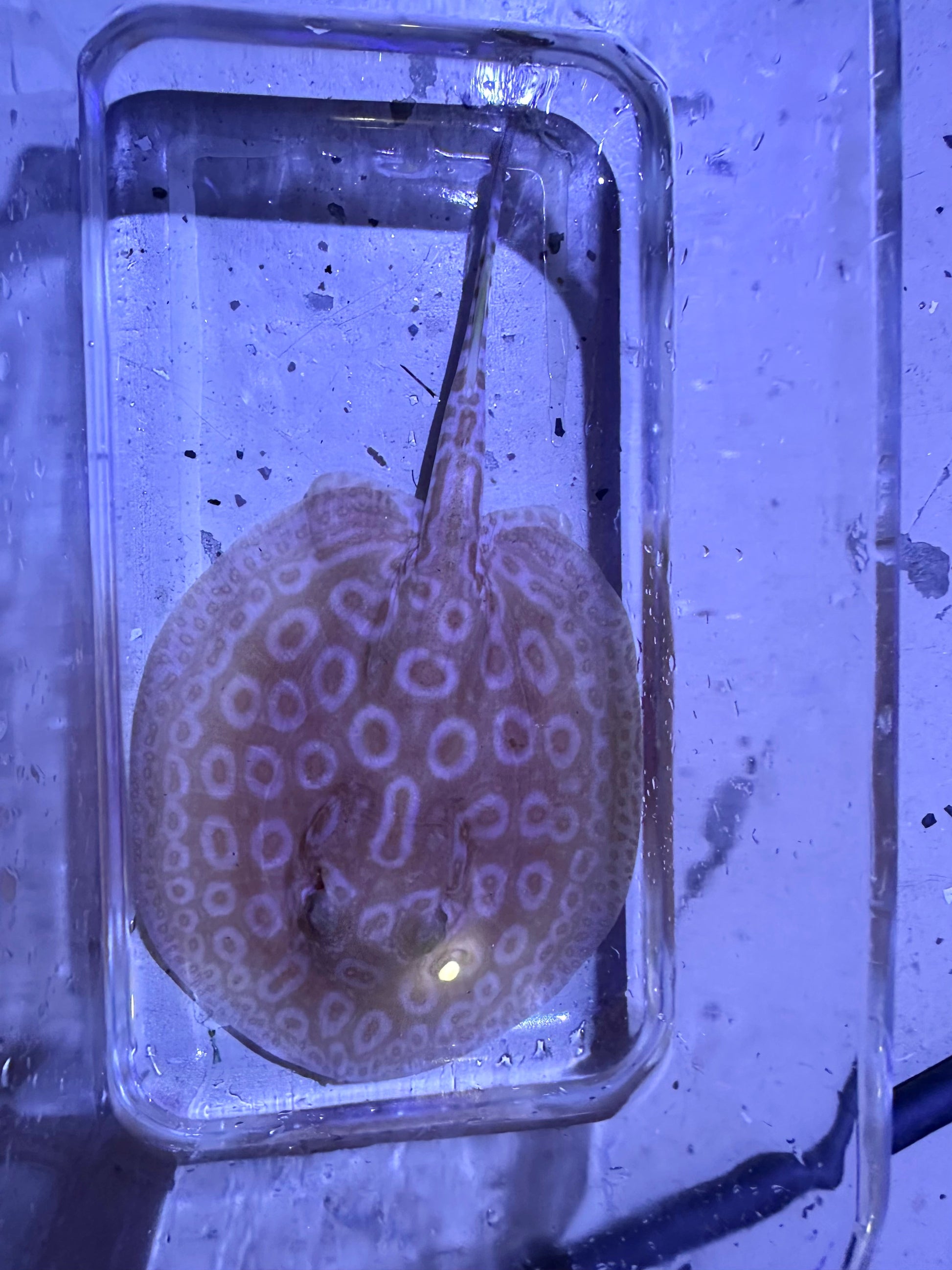 Albino Pearl Stingray (Potamotrygon jabuti) stingray Danaqua Live Fish & More