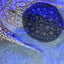 Black Diamong Hybrid Stringray 4"-6" stingray Danaqua Live Fish & More