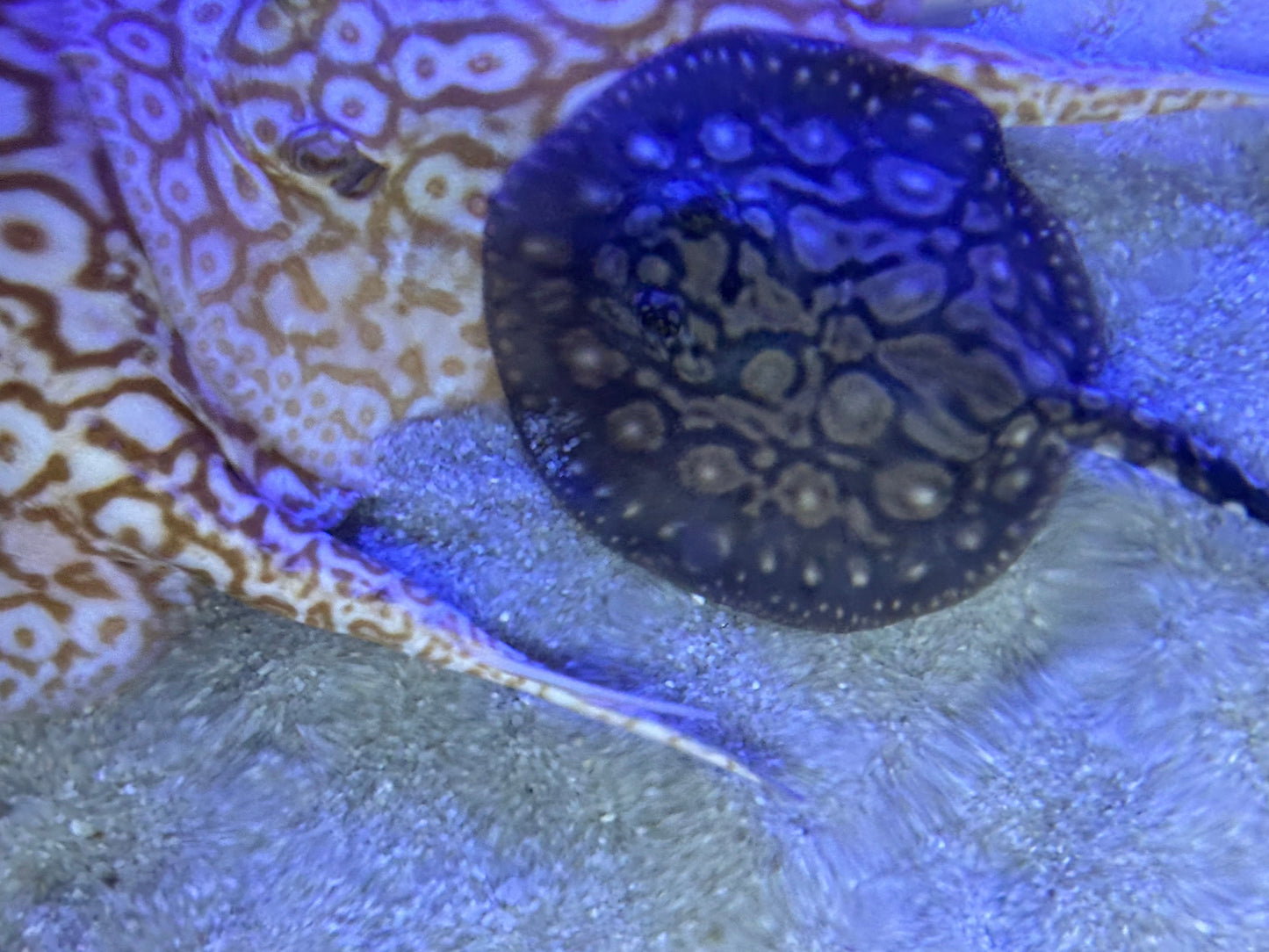 Black Diamong Hybrid Stringray 4"-6" stingray Danaqua Live Fish & More