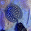 Black Diamong Hybrid Stringray 4"-6" stingray Danaqua Live Fish & More