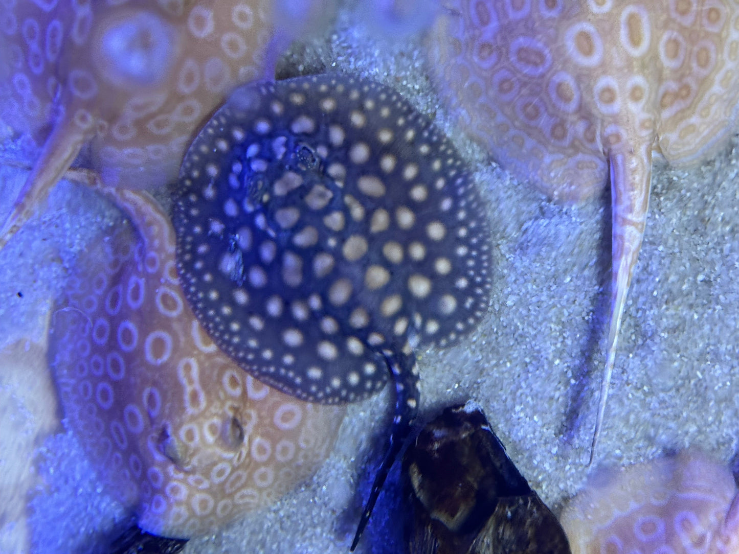 Black Diamong Hybrid Stringray 4"-6" stingray Danaqua Live Fish & More