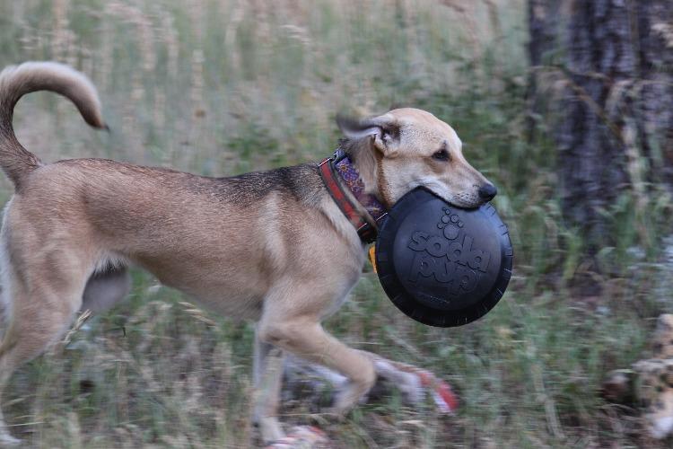 Magnum Bottle Top Flyer Rubber Frisbee for Heavy Chewers | Large | USA Made Rubber Dog Toys SodaPup/True Dogs, LLC