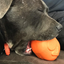 Roasted Turkey Dog Chew Toy & Treat Dispenser - USA Made | SodaPup Rubber Dog Toys SodaPup/True Dogs, LLC