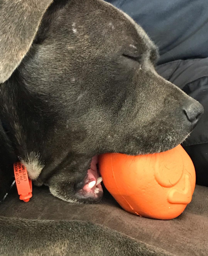 Roasted Turkey Dog Chew Toy & Treat Dispenser - USA Made | SodaPup Rubber Dog Toys SodaPup/True Dogs, LLC