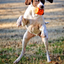Jack O' Lantern Dog Toy - Durable Halloween Chew Toy for Large Dogs | USA Made Rubber Dog Toys SodaPup/True Dogs, LLC