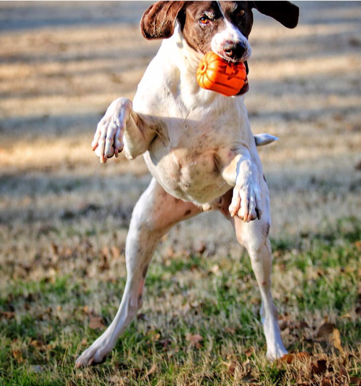 Jack O' Lantern Dog Toy - Durable Halloween Chew Toy for Large Dogs | USA Made Rubber Dog Toys SodaPup/True Dogs, LLC