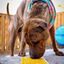 Honeycomb eMat - Enrichment Lick Mat for Dogs and Cats | eMat Enrichment Toy for Anxiety Relief | SodaPup EMAT SodaPup/True Dogs, LLC