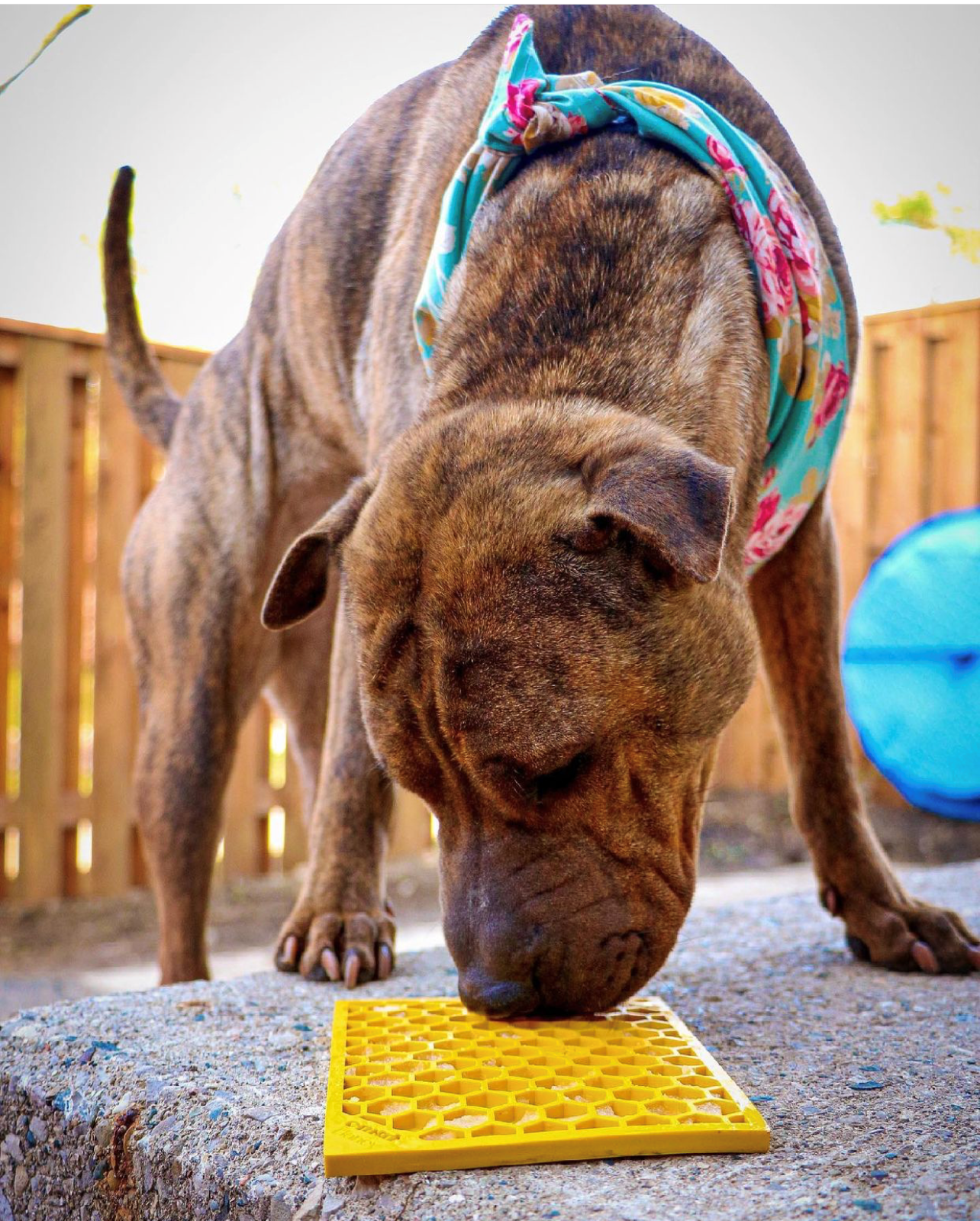 Honeycomb eMat - Enrichment Lick Mat for Dogs and Cats | eMat Enrichment Toy for Anxiety Relief | SodaPup EMAT SodaPup/True Dogs, LLC