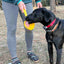 eStick Hand-Held Dog Enrichment Toy - Interactive Lick Stick | USA Made EMAT SodaPup/True Dogs, LLC