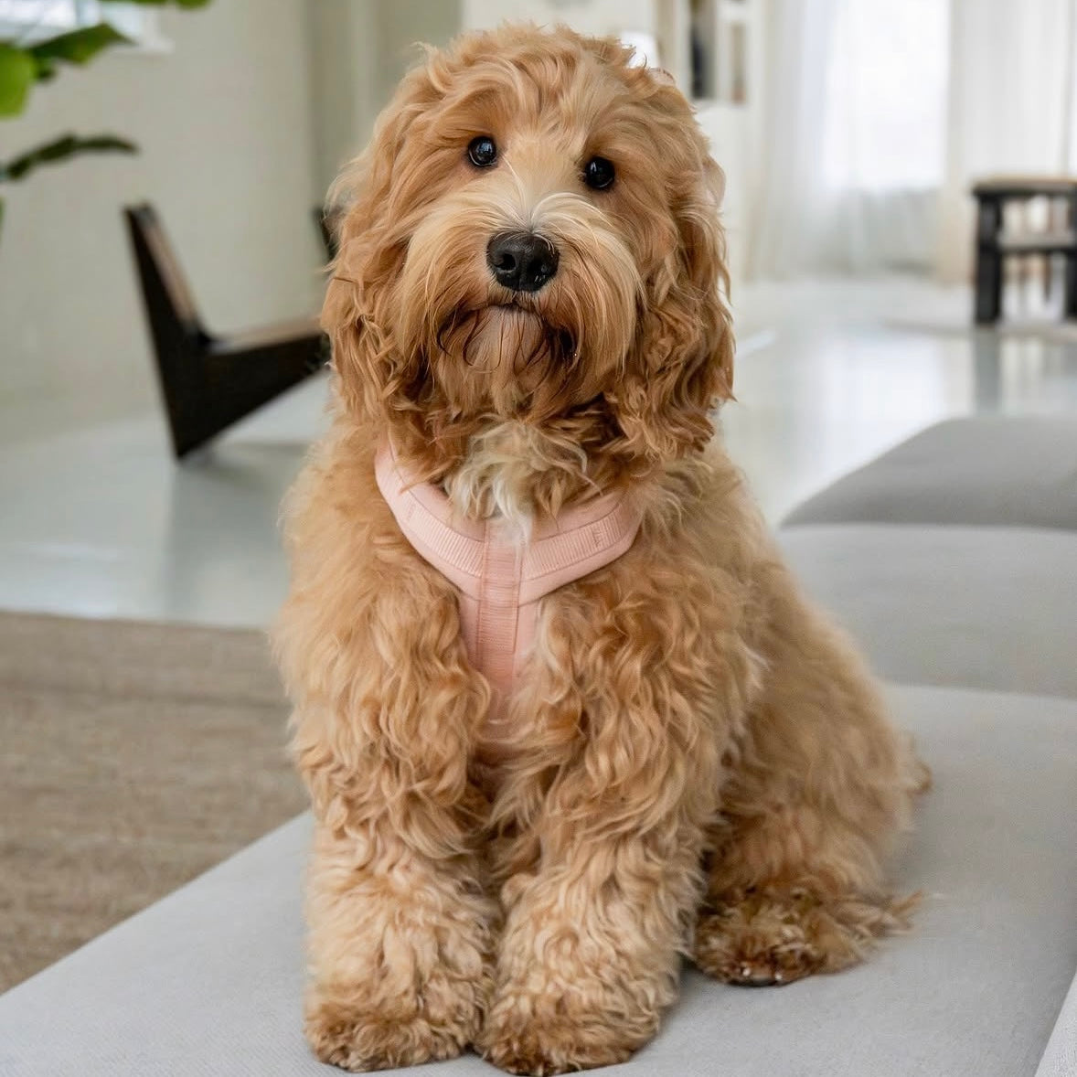 Powder Rose - Comfort Dog Harness Comfort Harness FURLOU
