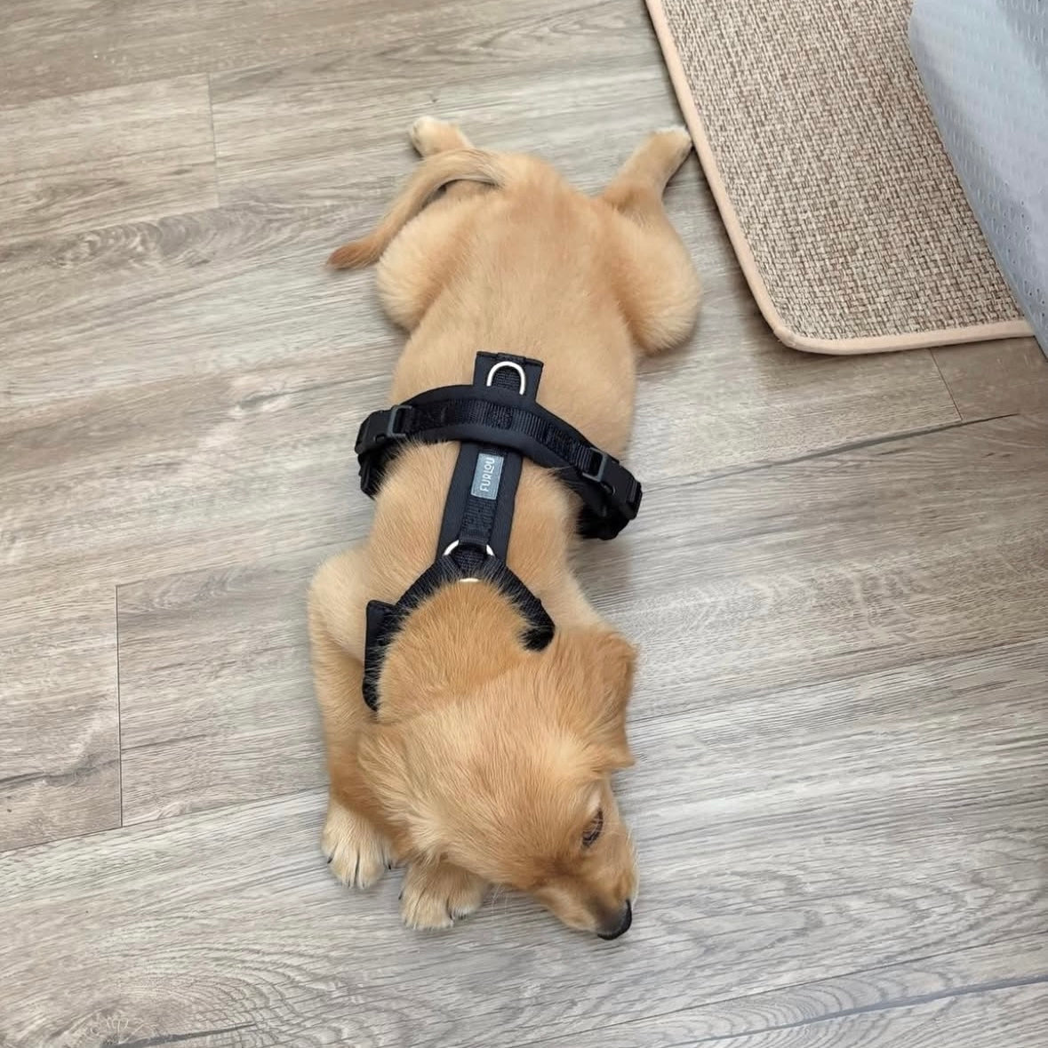 Black - Comfort Dog Harness Comfort Harness FURLOU
