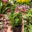 Fern 'Emina' 3" Pot Indoor Plants House Plant Shop