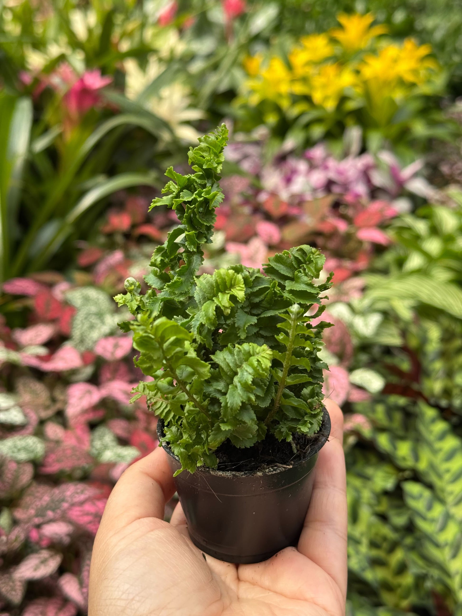Fern 'Emina' 3" Pot Indoor Plants House Plant Shop