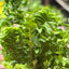 Fern 'Emina' Indoor Plants House Plant Shop